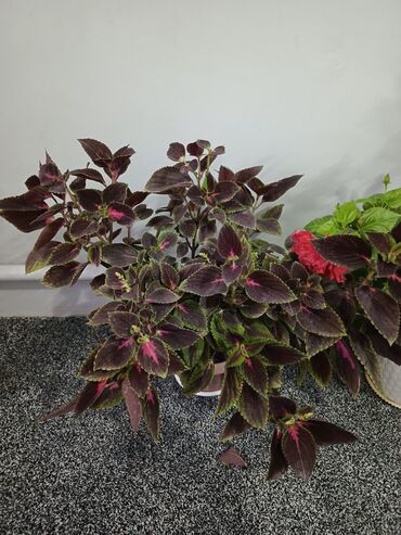 эшик заказ: Колеусы (Plectranthus scutellarioides) в горшках –