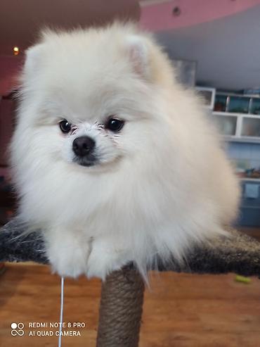 Вязка собак: Шпиц Померанский, Предлагается для вязки, не продается! Даёт — 9