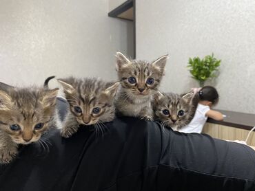шотландская кошка шиншилла: Кошка даром: Беспородная, 2 месяца, Мальчик