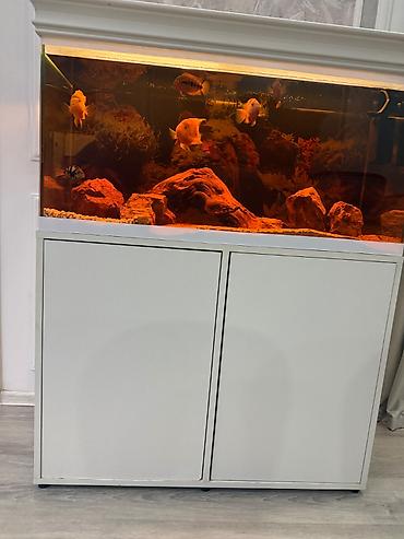 akvarium qiymətləri: İki ədəd 1m uzunluğunda akvarium. Biri şəkildəki kimi balıqları ilə — 1
