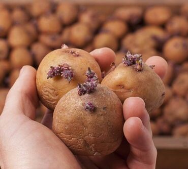 семина картошка: Семена и саженцы Картофеля