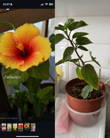 чай доктор али: Не прихотливые цветы 🌺 350 с