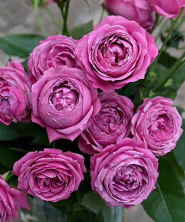 цветы розы голландия: Н О В И Н К А! Роза «Мисти Бабблз» Misty Bubbles DeRuiter Голландия