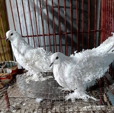 дома на продажу в бишкеке: Кучерявые пара