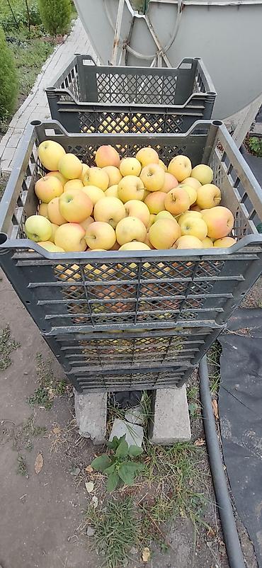 Яблоки Гала