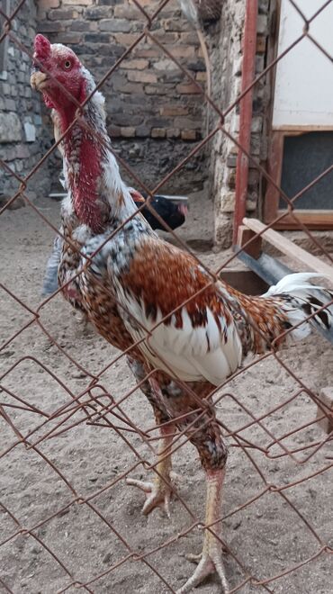 Inəklər, öküzlər: Şekilde gorduyunuz heyratı pileymut xoruzdan olan yumurtalar satılır