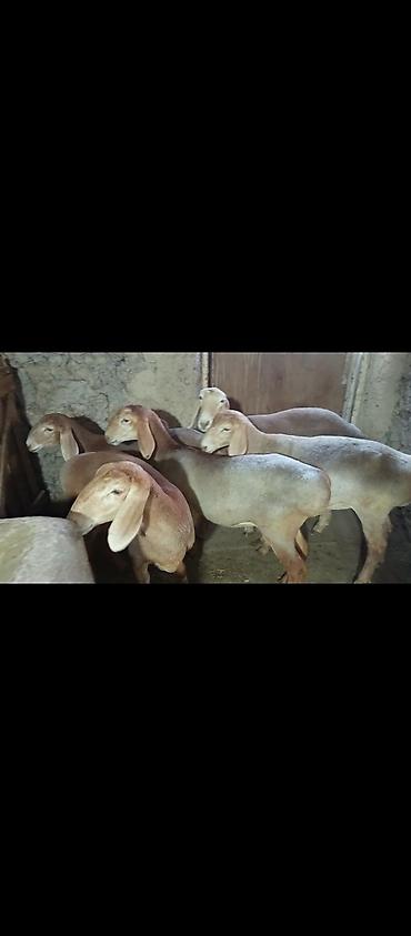 Продаю | Ягненок | Арашан | Для разведения | Ярка