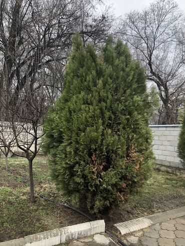 вода кулер: Семена и саженцы Бесплатная доставка, Платная доставка