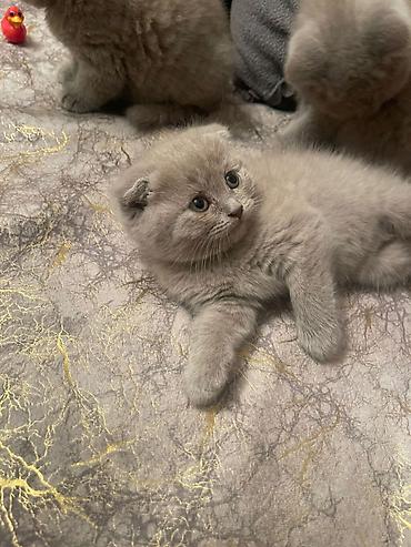 Кошки: Шотландская, Самец, Самка, В добрые руки, Бесплатная доставка, Платная доставка, Самовывоз — 3