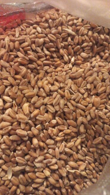 Семена и саженцы: Семена и саженцы Пшеницы, Самовывоз, Платная доставка