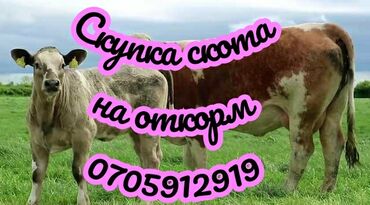 купить страуса цена: Куплю | Коровы, быки, Лошади, кони | Круглосуточно, На откорм, Самовывоз