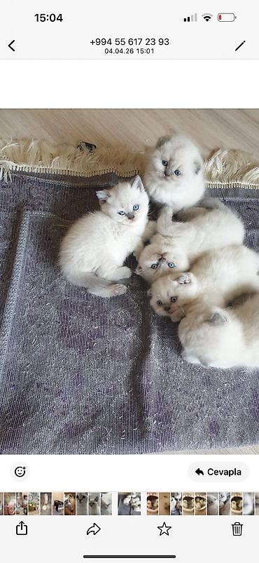 Pişiklər: Şotland — 1