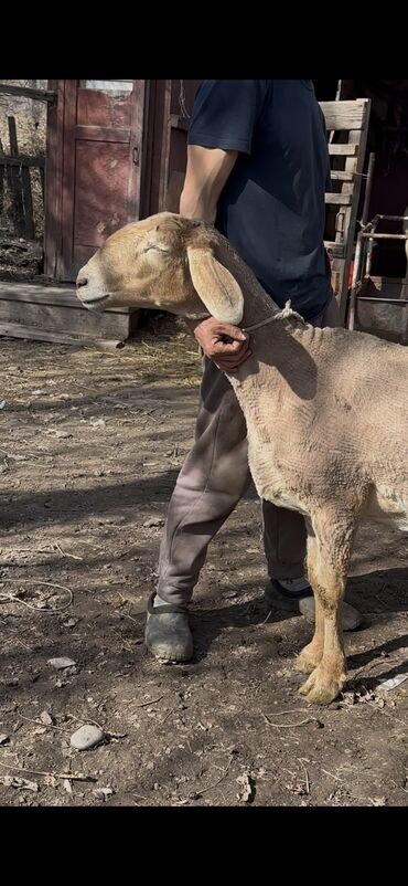 продажа кукуруза: Продаю | Овца (самка), Ягненок | Арашан | Для разведения | Матка