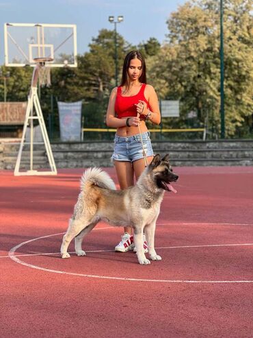 zenske pantalone na liniju: Na prodaju odrasla ženka američke akite, stara 3 godine. 1 x PRM, 1 x