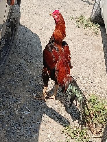 rotweiller: 11 Aylıq becədi tayına heyvan gətirib yoxlaya bilərsiz qiymətdə — 7
