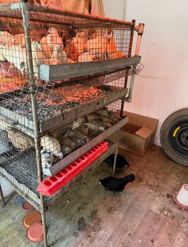 Товары и оборудование для с/х животных: Продается клетка для перепелок — 11
