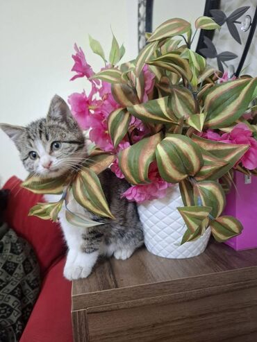 Pişiklər: Erkək — 3