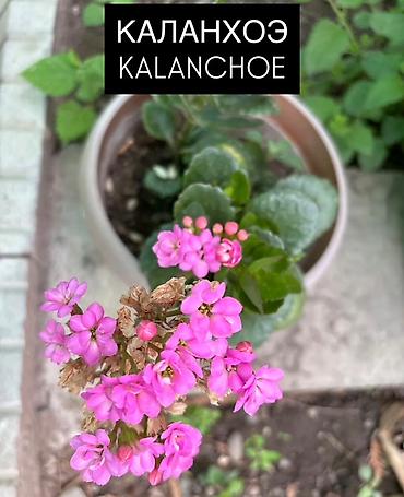 plants: Комнатные растения в горшках: 1) Хамедорея (Chamaedorea) - Тонкий — 9