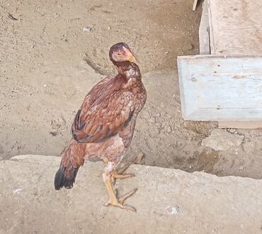 Xoruzlar: Xoruz, Heyratı, il: 1, Ödənişli çatdırılma — 21