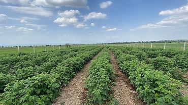 Малина: Малина — 1