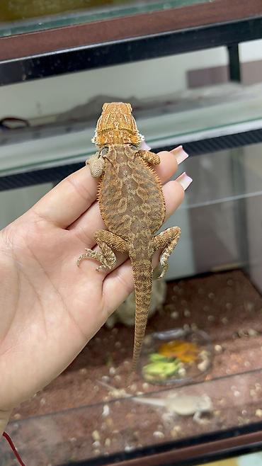 keci heyvan: Bearded dragon ( aqama ) ve gecko ( eublefar ) kertenkele balalari — 3