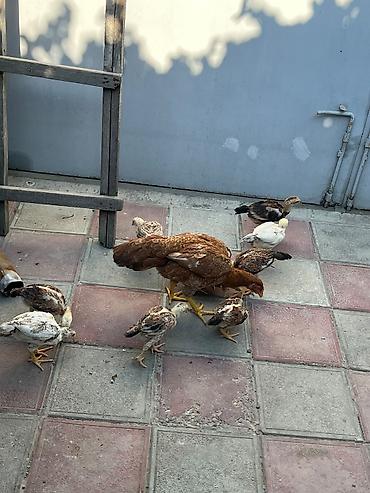 beçə: Toyuq cücələri, Ətlik — 6