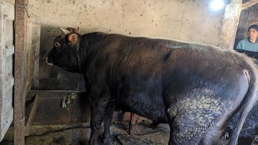купить щенка добермана из питомника: Продаю | Бык (самец) | На откорм, На забой, Для разведения