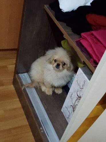 ucuz pişikler: Pekines, 5 ay, Erkek, Peyvəndli, Ünvandan götürmə