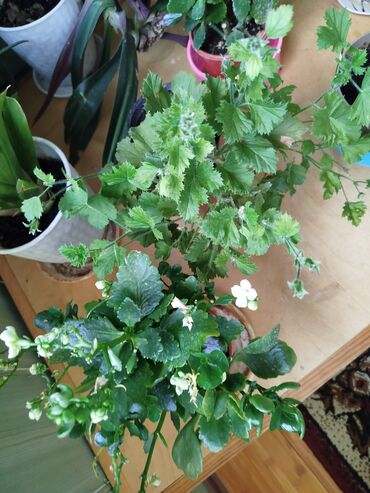 Другие комнатные растения: Другие комнатные растения — 13