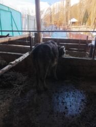 возьму собаку: Продаю | Тёлка