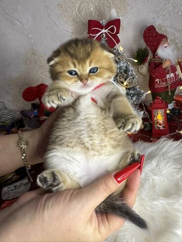 Xaltalar, qayışlar və tasmalar: Gold shinshilla skodish balalar — 8