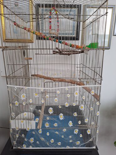 щенок в добрые руки: 2 ədəd hazir cüt papuqay. 2 dəfə bala veriblər. indi də yumurta