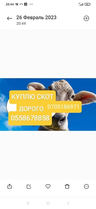 Животные: Куплю | Коровы, быки, Лошади, кони | Круглосуточно, Любое состояние, Забитый