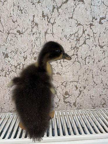 pomeranian satılır: Ördəy balası satılır . Ördəyin altında çıxıb tam sağlam təmiz — 2