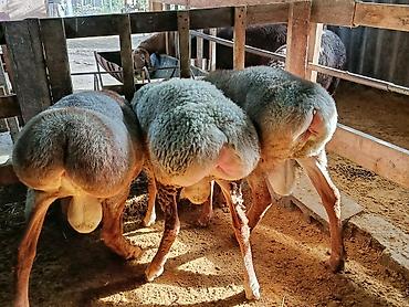 Продам с/х животных: Продаю | Баран (самец) | На забой | Племенные — 5