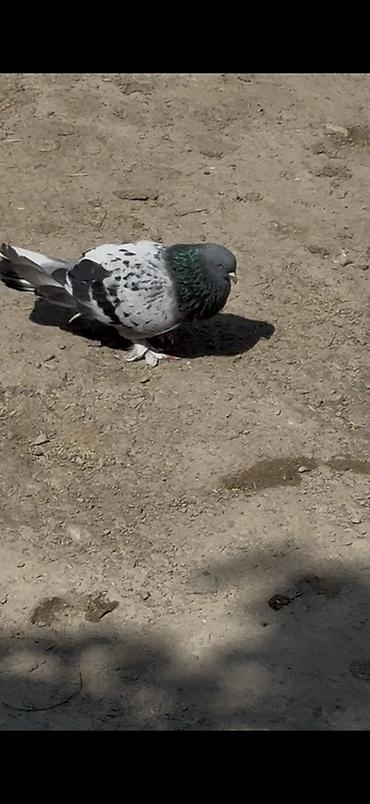tovuz qusu satilir: Qizgin Takla erkey satilir ciddi alıcılar yazsın — 1