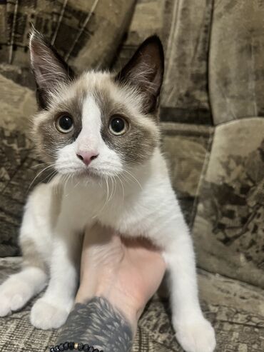 шотландская вислоухая лиловая: 3 месяца, Девочка, Приучена к лотку, Проглистована