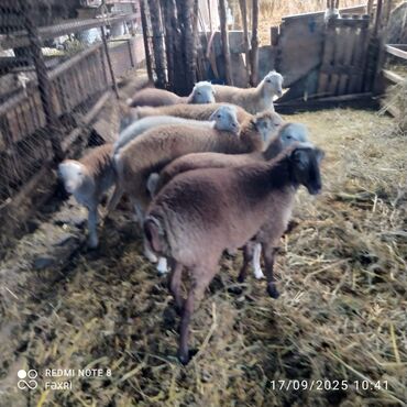 Quzu: Əmlik quzular diri çəki 10 manat. Böyük quzular 9 manatdan — 7