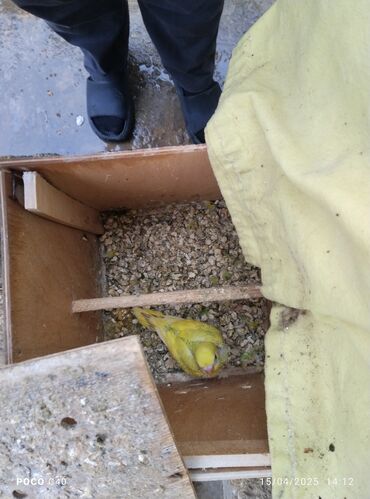 Tutuquşları: Korella tek tek erkey dişi Cüt Valnist qəfəs Valnist 15 Azn balasi — 26