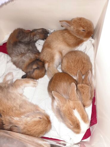 Dovşanlar: Sevimli Holland lop balaları satılır.Tam sağlam balalardır