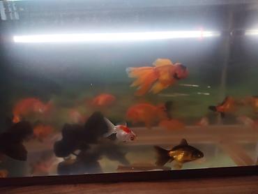 Balıqlar: Oranda, Ünvandan götürmə -da lalafo.az — 8 Balıqlar: Oranda, Ünvandan götürmə — 8