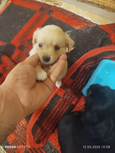İtlər: Malta bolonka, 1 ay, Dişi, Ünvandan götürmə, Ödənişli çatdırılma