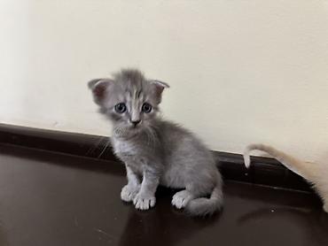 котято: Продаю котят Мама шотландская вислоухая рыжий мальчик остальные — 5