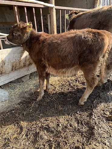 Коровы, быки: Продаю | Тёлка, Музоо, торпок | На откорм, На забой, Для разведения at lalafo.kg — 2 Коровы, быки: Продаю | Тёлка, Музоо, торпок | На откорм, На забой, Для разведения — 2