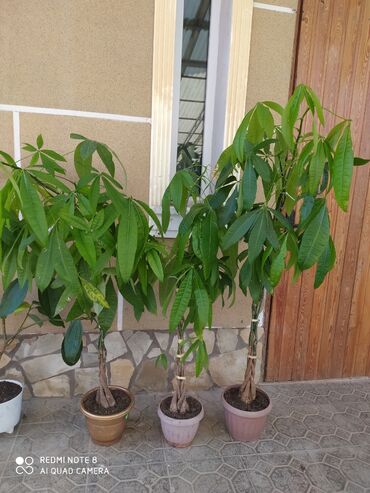растение тропическая пальма: Пахира- пальма 3 шт по 2500с фикус Бенджамина 8000си много других