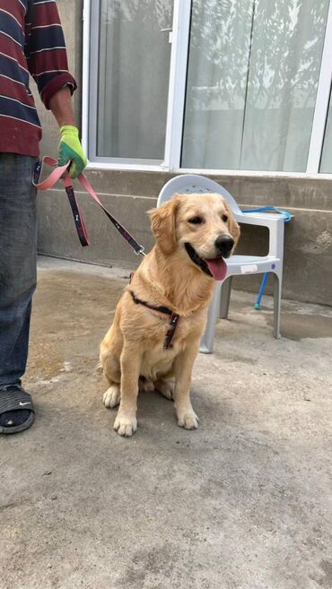 щенок в хорошие руки: Labrador-retriver, 7 ay, Erkek, Ünvandan götürmə