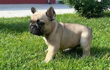 Psi: Odgajivačnica francuskih buldoga "Od kuce don" predstavlja leglo na — 10