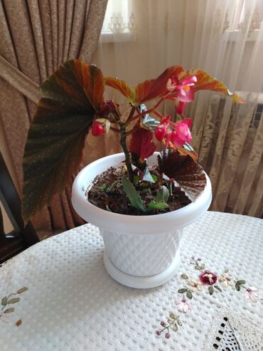 Otaq bitkiləri: Otaq bitkiləri — 14