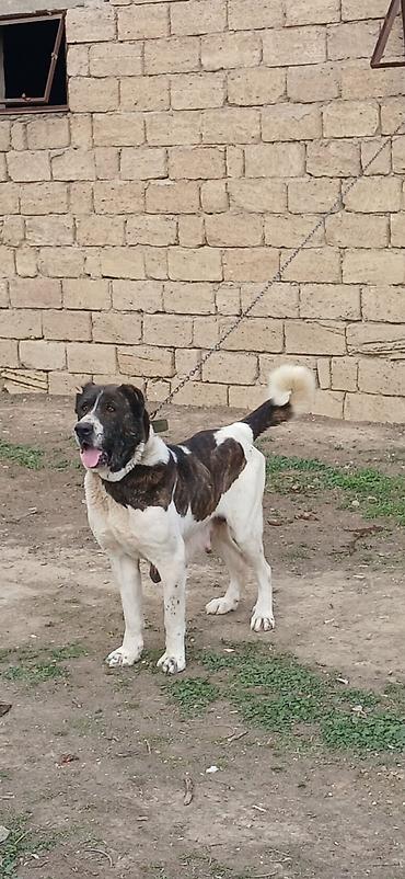 İtlər: Qurdbasar, 4 il, Dişi — 2