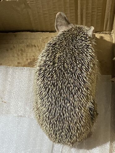 кошка с разными глазами: Продам ежа цена договорная